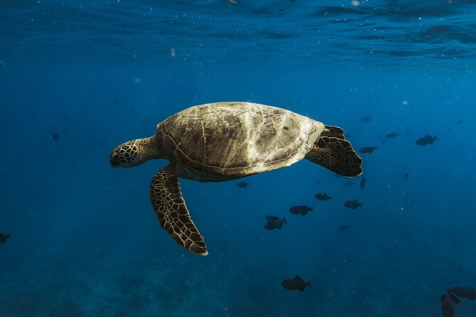 Private Whale Watching and Coastal Swimming Tour Honolulu - Humpback whale watching: what to expect and how to maximize sightings