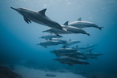 Private Whale Watching and Coastal Swimming Tour Honolulu - Starting at Hawaii Ocean Charters: what your first hour feels like