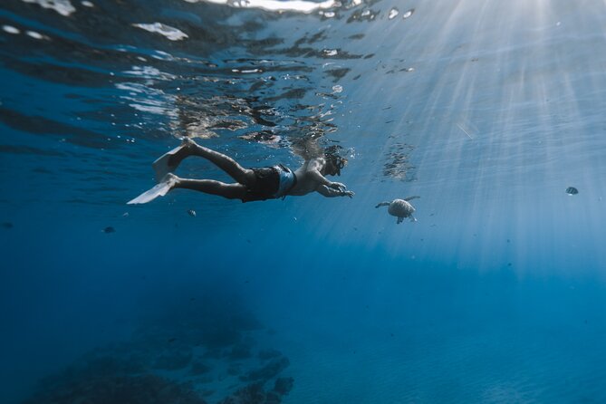 Private Whale Watching and Coastal Swimming Tour Honolulu - BYO food, music, and BYOB: how to plan your perfect day