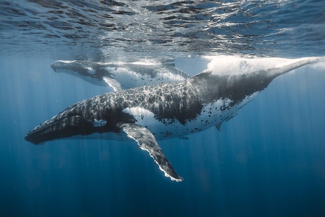 Private Whale Watching and Coastal Swimming Tour Honolulu - Price and logistics: is $749 per group worth it?