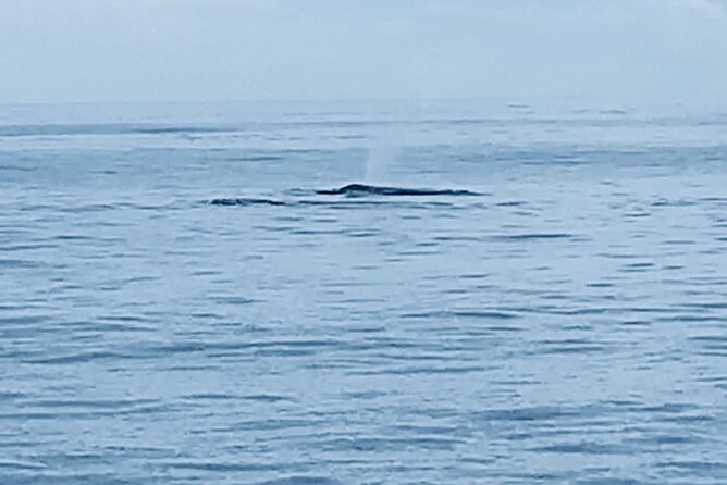 Private Whale Watching and Dolphin Excursion - Quick Take: Key Things to Know Before You Go