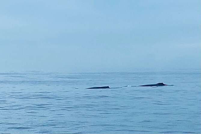 Private Whale Watching and Dolphin Excursion - What a 2-Hour Private Boat Trip Feels Like in Honolulu