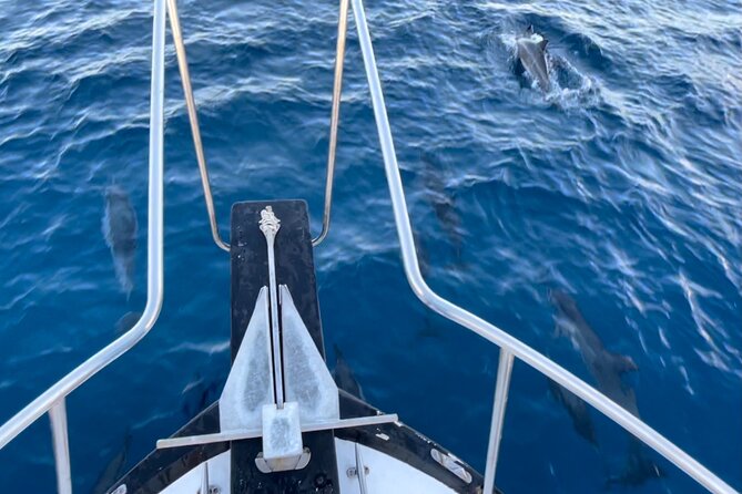 Private Whale Watching and Dolphin Excursion - Wildlife Spotting Without the Crowds: Whales, Dolphins, and Turtles