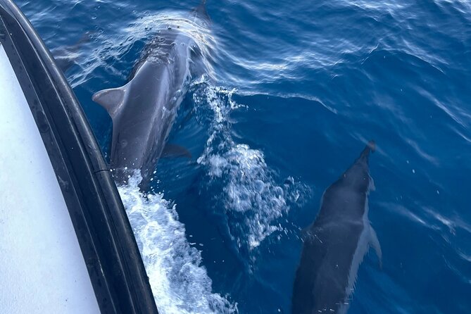 Private Whale Watching and Dolphin Excursion - Weather, Minimum Travelers, and Why Timing Still Matters