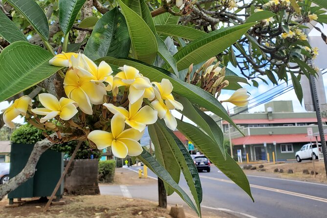 Round Trip North Shore Shuttle from Waikiki to Haleiwa Town / Haleiwa Harbor - Haleiwa Boat Harbor: The Ocean-Air Payoff