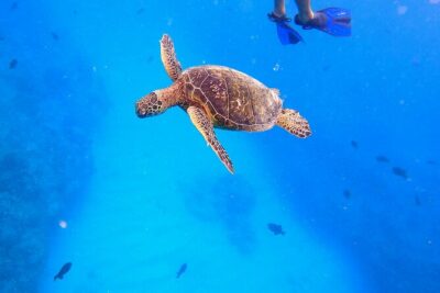 Sail and Turtle Snorkeling Tour in Waikiki - The 2-Hour Rhythm: Cruise, Wildlife Search, Then Turtle Snorkel
