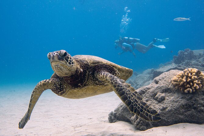 Scuba Dive at Electric Beach - Electric Beach Shore Scuba: What Makes This Reef Special