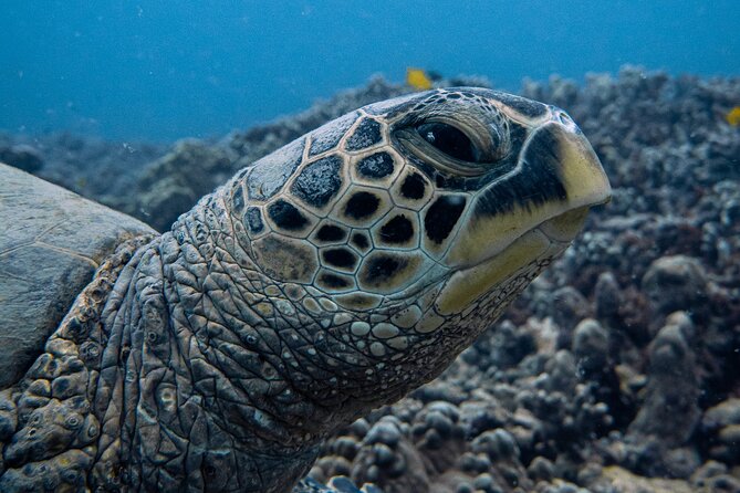 Scuba Dive at Electric Beach - Key Highlights You’ll Feel From the First Minute