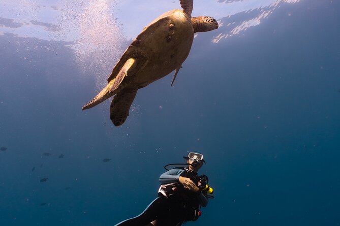 Scuba Dive at Electric Beach - Meeting at 92-301 Farrington Hwy (and Why Shore Is Convenient)