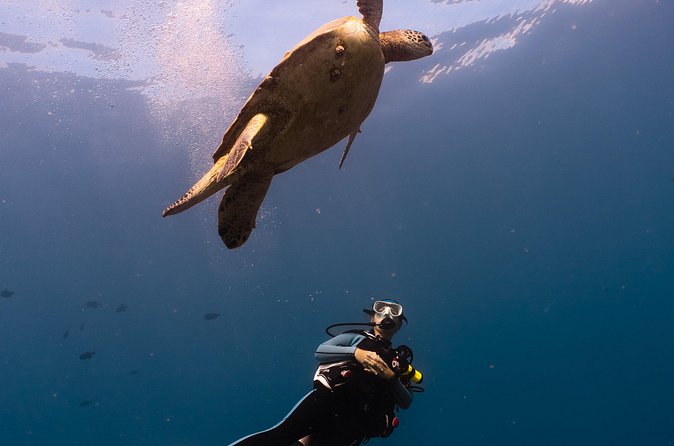 Scuba Dive at Electric Beach - What Happens Underwater at Electric Beach