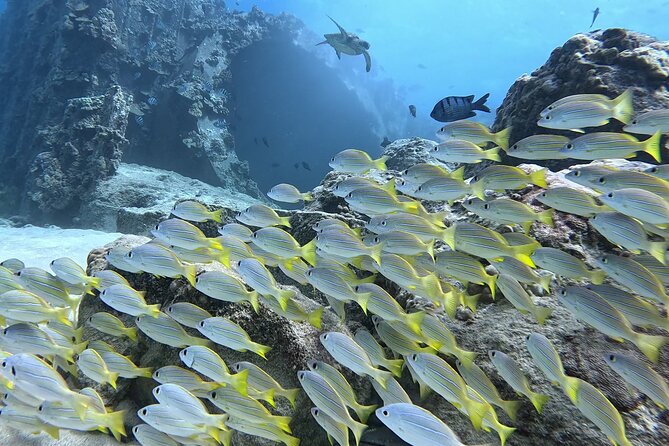SCUBA Dive at Electric Beach with Photos -No Certification Needed - Who this Electric Beach scuba experience is best for