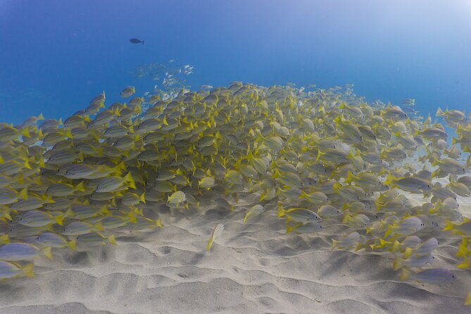Scuba Dive at Electric Beach - Booking, Price, and What You Get for $145