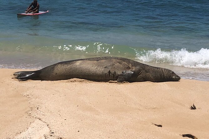 Sea / Eat & See The North Shore - Key points before you go