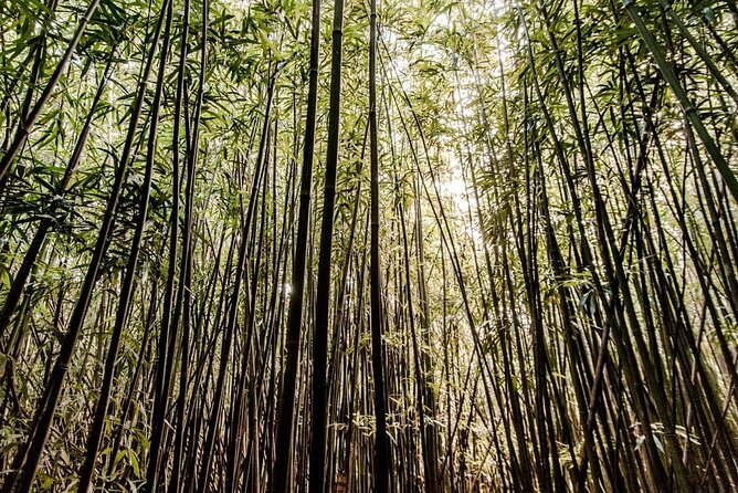 Self Guided Hike Trail to Nature Walk & Waterfall - Waikiki Pickup: Where You’ll Meet the Air-Conditioned Ride