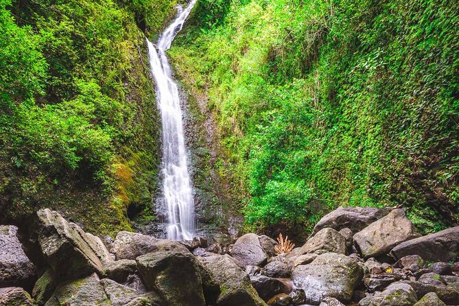 Self Guided Hike Trail to Nature Walk & Waterfall - Manoa Falls Stop: Photos, Rainforest Walks, and What 150 Feet Looks Like
