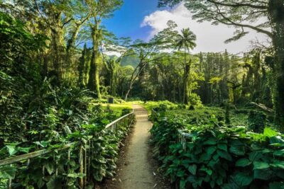 Self Guided Hike Trail to Nature Walk & Waterfall - Driving Into Manoa Valley: Rainbow Valley and a Scenic Setup