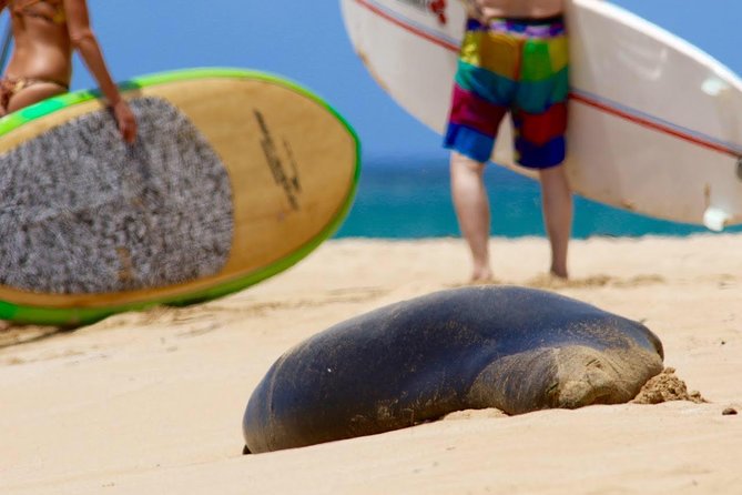 Semi-Private Surf Lesson - In the Water: Waves, Gear, and Seasonal Turtle Spotting
