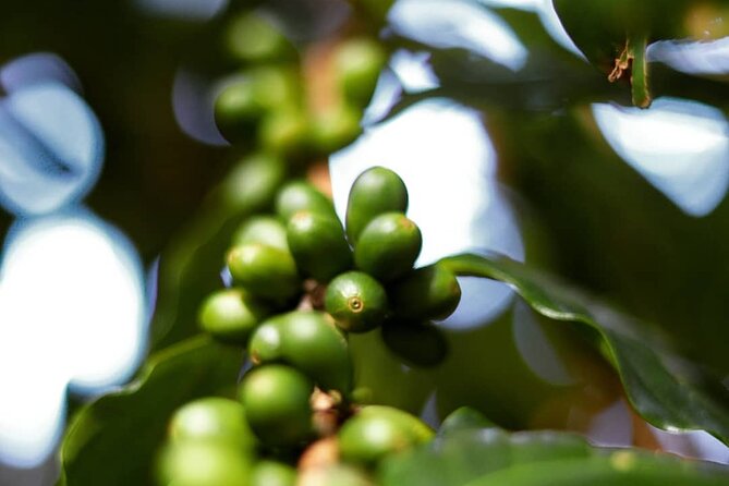 Shared Food & Waterfall Tour in Honolulu - Rum tasting on the North Shore: white versus aged agricole