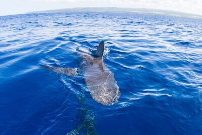 Shark Cage Diving on Oahu’s North Shore - Sharks on Oahu’s North Shore: what you’re most likely to see