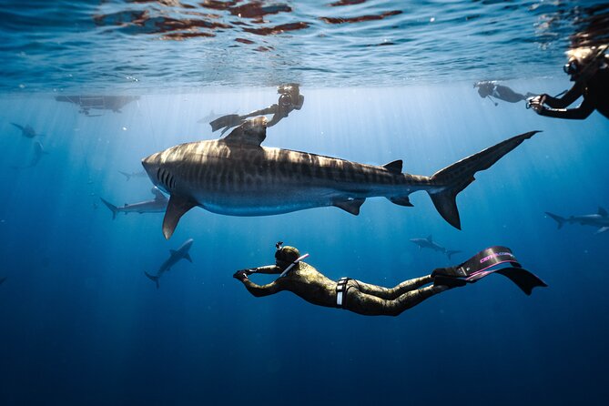Shark Dive Private Charter No Cage - Key points to know before you go
