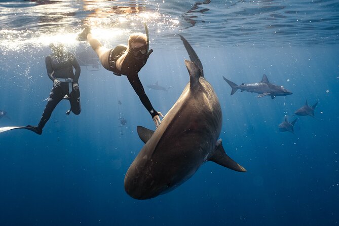 Shark Dive Private Charter No Cage - On the water off Oahu’s North Shore, without a cage