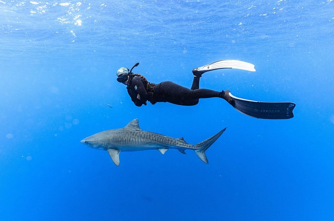 Shark Dive Private Charter No Cage - Safety rules that keep this from getting scary