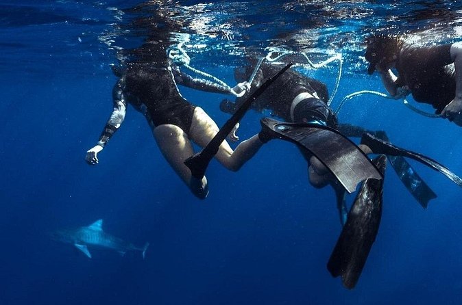 Shark Dive Private Charter No Cage - Photography packages: plan for an extra buy
