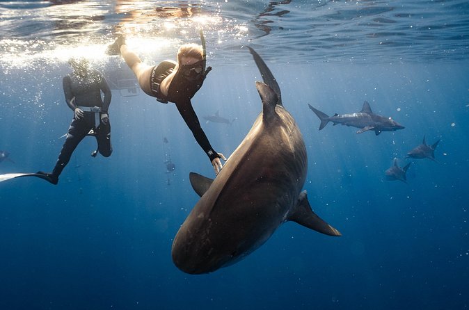 Shark Dive Private Charter No Cage - Price and value: $824 for a private group of up to 6