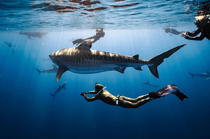Shark Dive Private Charter No Cage - Who should book this North Shore no-cage charter?