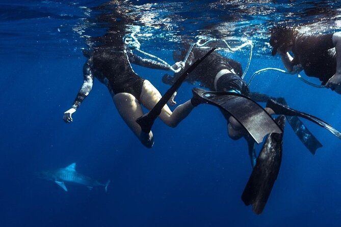 Shark Dive Private Charter No Cage - What sharks you might see (and what you should expect)