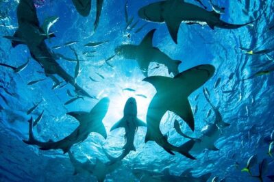 Shark-Dive Tour on Oahu's North Shore - The 3-mile offshore run to about 250 feet