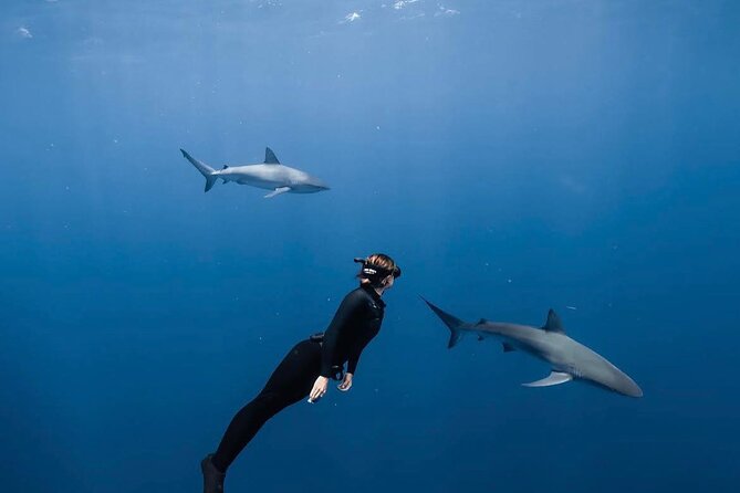 Shark Diving and Snorkeling in Oahu Hawaii - Key Highlights You’ll Care About