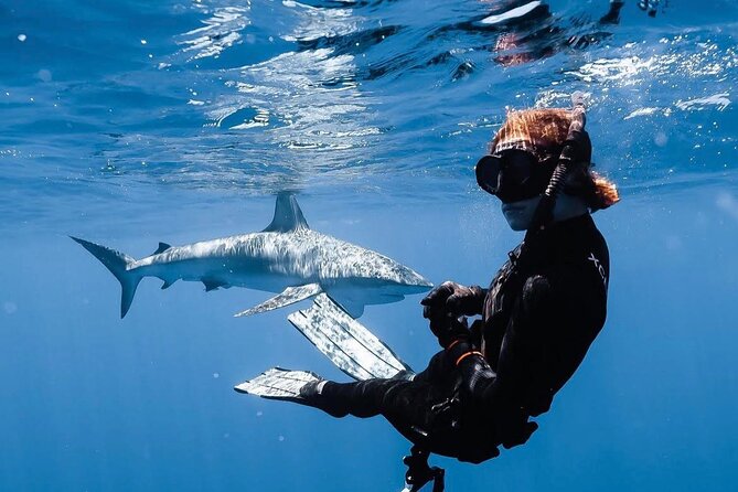 Shark Diving and Snorkeling in Oahu Hawaii - Two Hours of Shark Snorkeling on Oahu’s North Shore