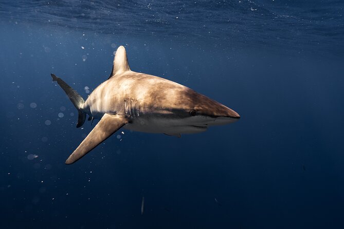Shark Diving and Snorkeling in Oahu Hawaii - Safety Briefing: Why This Feels Chill Instead of Chaotic