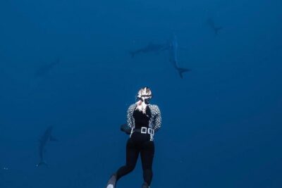 Shark Diving and Snorkeling in Oahu Hawaii - The Meeting Point: Where the Experience Starts at Haleiwa