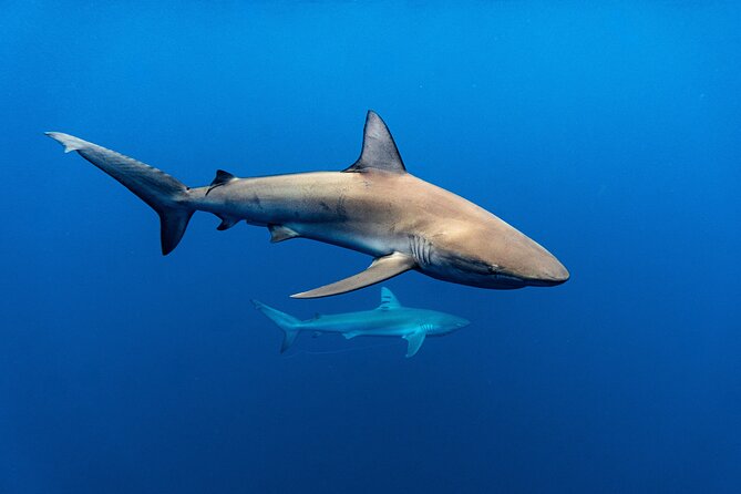 Shark Diving and Snorkeling in Oahu Hawaii - No Scuba Required: Snorkeling Built for First-Timers