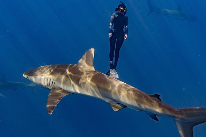 Shark Diving and Snorkeling in Oahu Hawaii - What You’ll Actually See: Sharks, Then Respectful Space