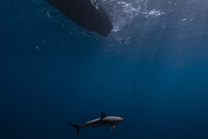 Shark Diving and Snorkeling in Oahu Hawaii - The Crew Experience: Captain, Team Support, and a Photographer