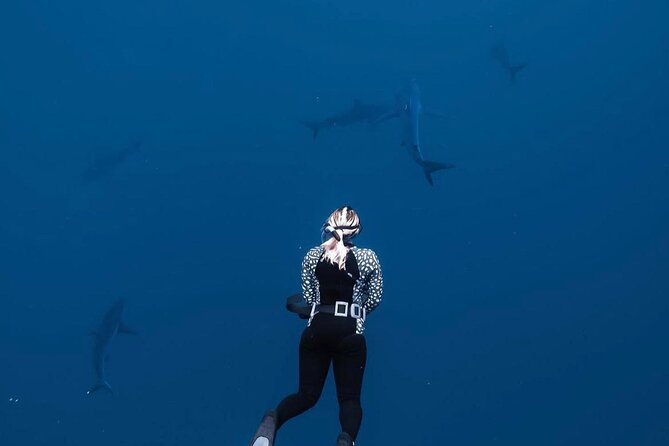 Shark Diving and Snorkeling in Oahu Hawaii - The Meeting Point: Where the Experience Starts at Haleiwa