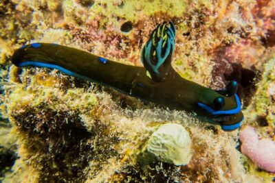 Small Group Shallow Reef Dive in Oahu - Small Groups That Are Organized by Experience Level