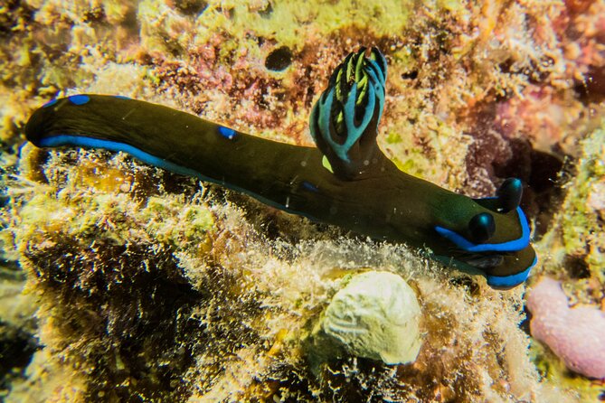 Small Group Shallow Reef Dive in Oahu - Small Groups That Are Organized by Experience Level