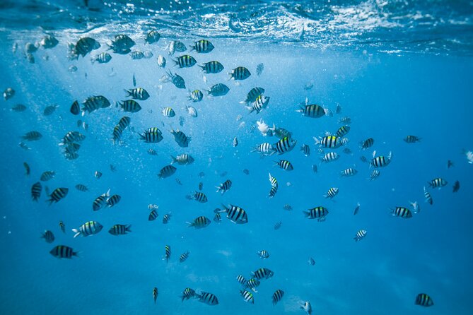 Small group Turtle Snorkel (16 people max): Sightings Guaranteed - From Ala Moana to the reef: the boat ride is part of the point