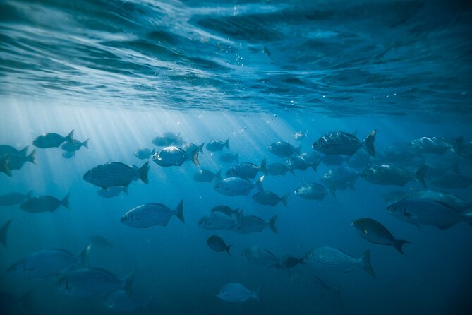 Small group Turtle Snorkel (16 people max): Sightings Guaranteed - Comfort and real-world help: drinks, shower, and sea-sickness support