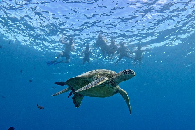 Small group Turtle Snorkel (16 people max): Sightings Guaranteed - Diamond Head and Waikiki from the water
