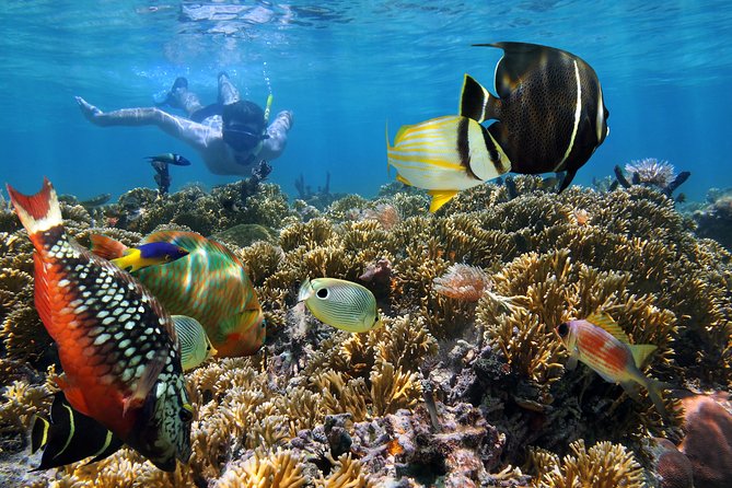 Snorkel Gears near Hanauma Bay - Hanauma Bay Prep: Tickets, Video Training, and Closing-Day Reality