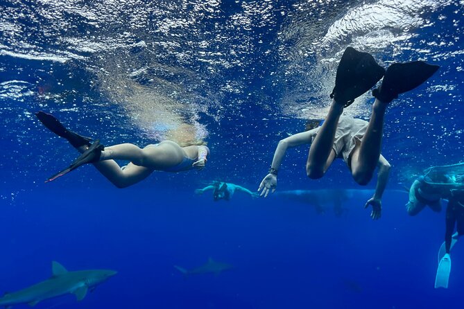 Snorkel with sharks on the North Shore of Oahu - Why the North Shore Shark Snorkel Works (and What Makes This One Different)