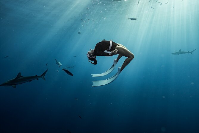 Snorkel with sharks on the North Shore of Oahu - Your Time in the Water Off Haleiwa Harbor: Sharks, Fish, and Whale Sounds