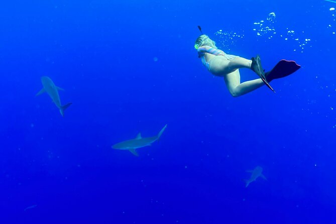 Snorkel with sharks on the North Shore of Oahu - Price and Value at $193: What You’re Paying For