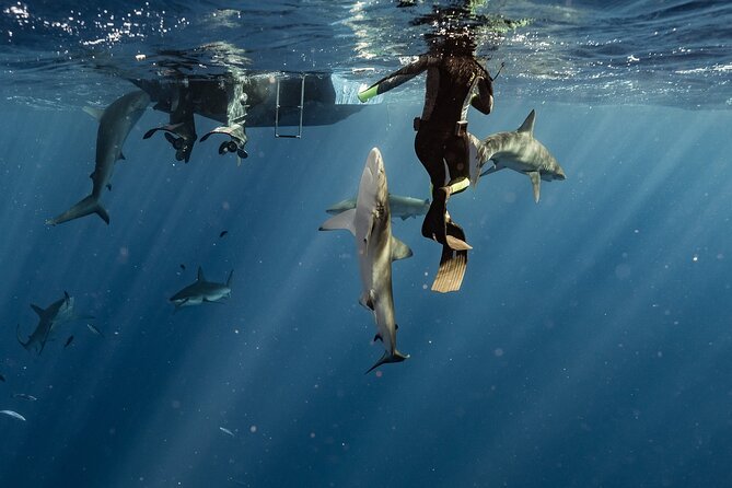 Snorkel with sharks on the North Shore of Oahu - Should You Book This Shark Snorkel on Oahu’s North Shore?