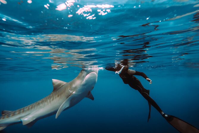 Snorkel with sharks on the North Shore of Oahu - 2 Hours on the Water: The Route Out of Haleiwa Harbor